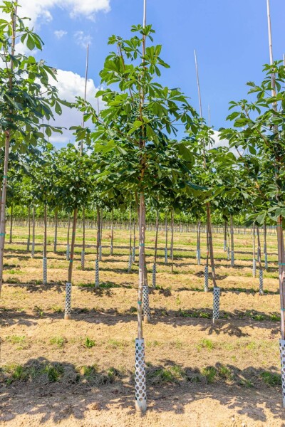 Aesculus hippocastanum hoogstam 6/8