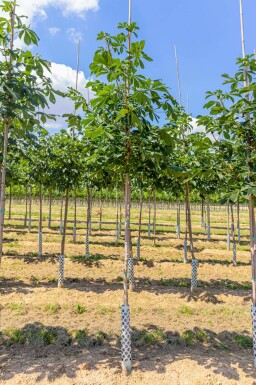 Aesculus hippocastanum hoogstam