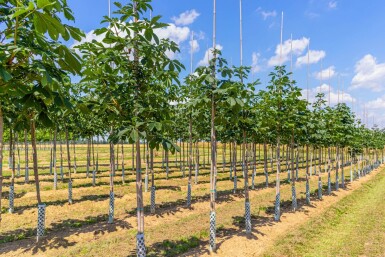 Aesculus hippocastanum hoogstam