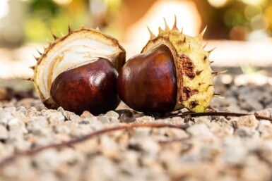Aesculus hippocastanum hoogstam 6/8