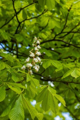 Aesculus hippocastanum hoogstam 6/8