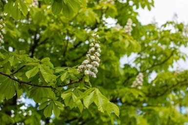 Aesculus hippocastanum hoogstam 6/8