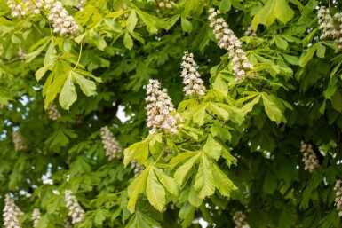 Aesculus hippocastanum hoogstam 6/8