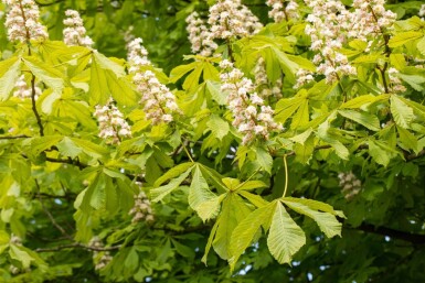 Aesculus hippocastanum hoogstam 6/8