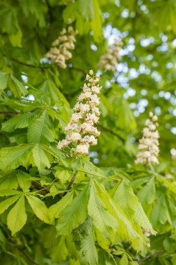 Aesculus hippocastanum hoogstam 6/8