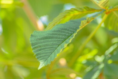 Aesculus hippocastanum hoogstam 6/8