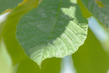 Aesculus hippocastanum hoogstam 6/8