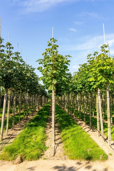 Aesculus hippocastanum 'Baumannii' hoogstam 10/12