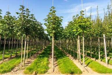 Aesculus hippocastanum 'Baumannii' hoogstam 10/12