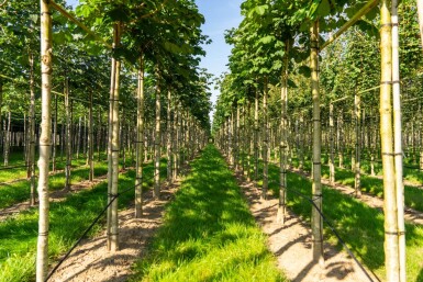 Aesculus hippocastanum 'Baumannii' hoogstam 10/12