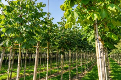 Aesculus hippocastanum 'Baumannii' hoogstam 10/12