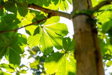 Aesculus hippocastanum 'Baumannii' hoogstam 10/12