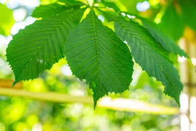 Aesculus hippocastanum 'Baumannii' hoogstam 10/12