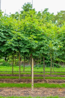 Aesculus hippocastanum 'Baumannii' hoogstam 10/12
