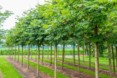 Aesculus hippocastanum 'Baumannii' hoogstam 10/12
