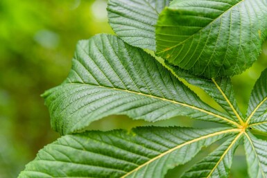 Aesculus hippocastanum 'Baumannii' hoogstam 10/12