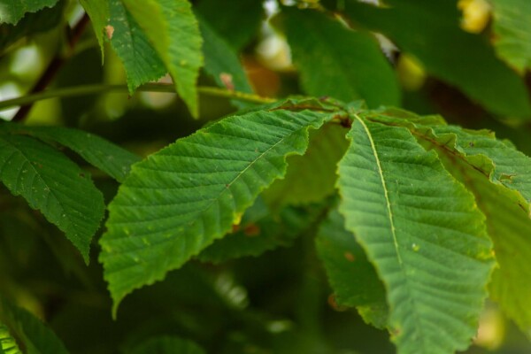 Aesculus pavia hoogstam 12/14