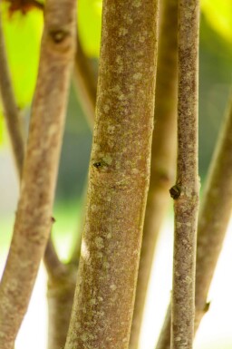 Aesculus pavia hoogstam