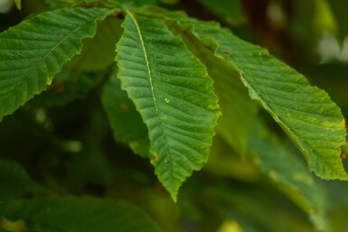 Aesculus pavia hoogstam 12/14