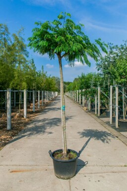 Albizia julibrissin hoogstam 10/12 225cm stam