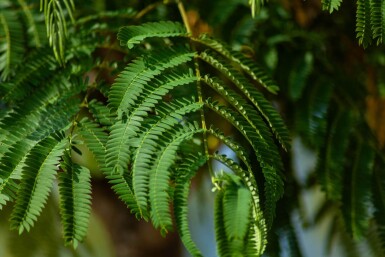 Albizia julibrissin hoogstam 10/12 225cm stam