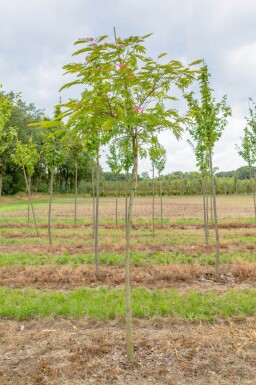 Albizia julibrissin hoogstam 10/12 225cm stam