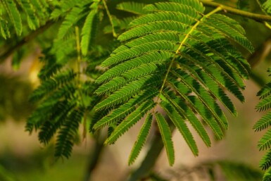 Albizia julibrissin hoogstam 10/12 225cm stam