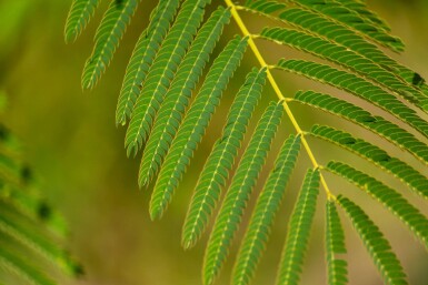 Albizia julibrissin hoogstam 10/12 225cm stam