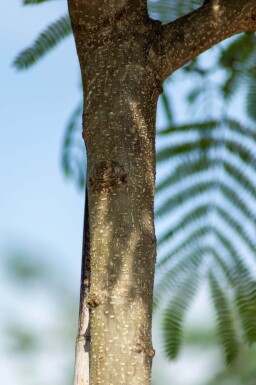 Albizia julibrissin hoogstam 10/12 225cm stam