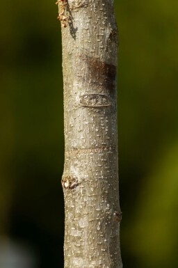 Albizia julibrissin hoogstam 10/12 225cm stam