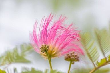 Albizia julibrissin hoogstam 10/12 225cm stam