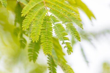 Albizia julibrissin hoogstam 10/12 225cm stam