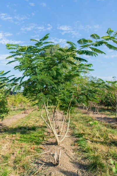 Albizia julibrissin meerstammig 300-350