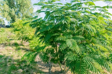 Albizia julibrissin meerstammig 300-350