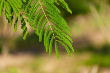Albizia julibrissin meerstammig 300-350