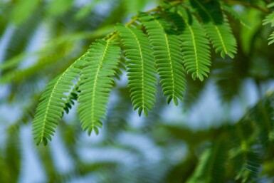 Albizia julibrissin meerstammig 300-350