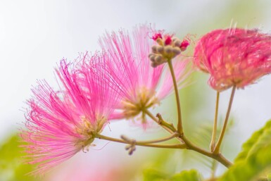 Albizia julibrissin meerstammig 300-350