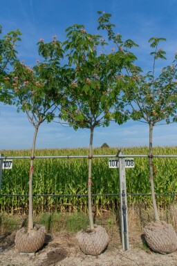 Albizia julibrissin 'Ombrella' hoogstam 12/14