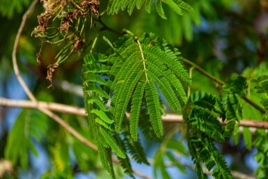Albizia julibrissin 'Ombrella' hoogstam 12/14
