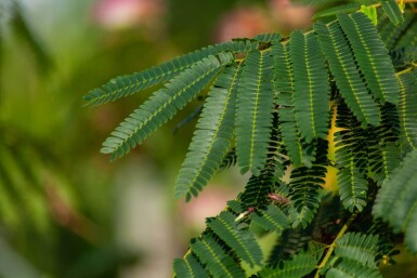 Albizia julibrissin 'Ombrella' hoogstam 12/14