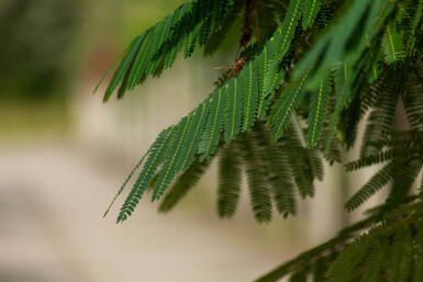 Albizia julibrissin 'Ombrella' hoogstam 12/14