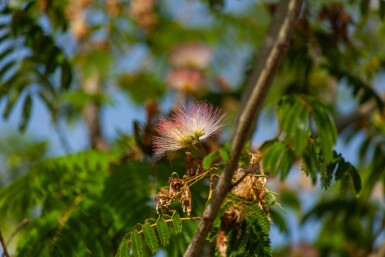 Albizia julibrissin 'Ombrella' hoogstam 12/14