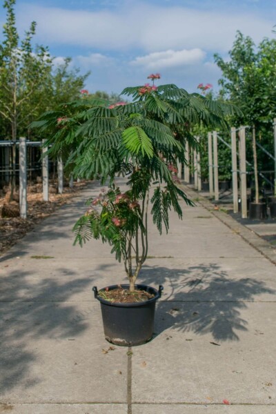 Albizia julibrissin 'Ombrella' meerstammig 200-250