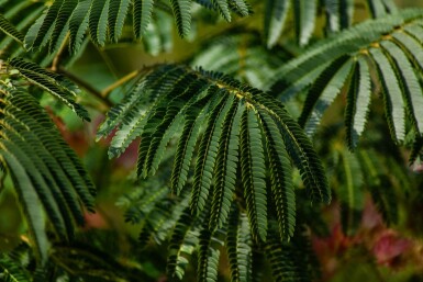 Albizia julibrissin 'Ombrella' meerstammig 200-250