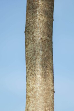 Albizia julibrissin 'Ombrella' meerstammig 200-250