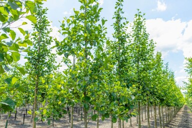 Alnus glutinosa hoogstam