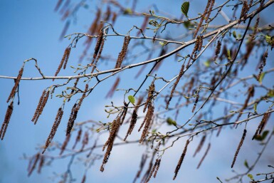 Alnus glutinosa hoogstam 10/12