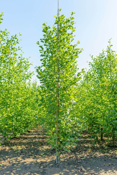 Alnus glutinosa beveerd 12/14