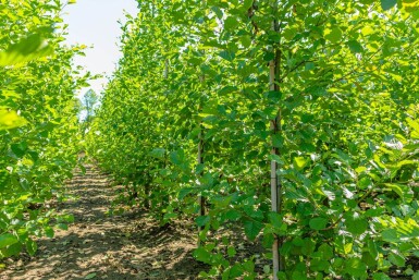 Alnus glutinosa beveerd