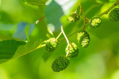 Alnus glutinosa beveerd 12/14